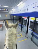 男子牵马坐西安地铁？这波操作把网友整懵了 实为短剧基地拍摄