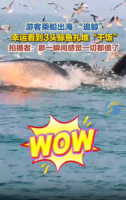游客出海意外拍到鲸鱼“干饭” 拍摄者：那一瞬间感觉一切都值了