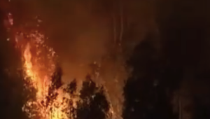 智利连日大火已致20死！车厘子园大面积被烧