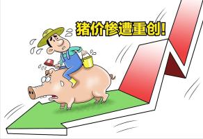惨遭重创！猪价下跌“跌猛了” 供应压力陡增