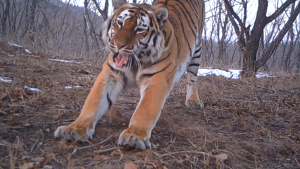 探秘东北虎豹国家公园 虎豹种群稳步增长