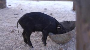 人参喂猪牛奶浇地噱头大于实际价值 营销手段引争议