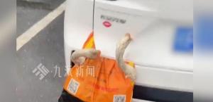 交警回应鸡鹅挂后备箱追尾被夹死 亲情行为存隐患