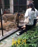 惊魂28秒 女孩喂狮子被隔栏抓腿 投喂不慎险酿祸