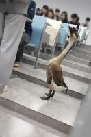 “全校最嚣张的学长”出现了 大鹅学长又来教室了