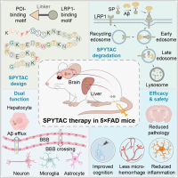 阿尔茨海默病治疗新策略！我国科学家开发新技术