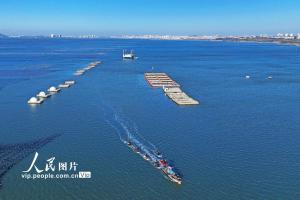 山东荣成：收获海带 供应市场