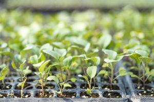 明日春分 这10多种蔬菜可以开始种 抓住黄金播种期
