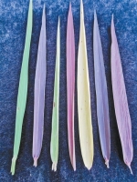 亩产值过万元的稻米,长什么样?