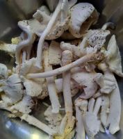 男子吃毒蘑菇王换血抢回一条命 警惕野生蘑菇误区