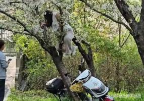 20年才能长成的树几秒钟就毁了 女子拍照致樱花树倒伏