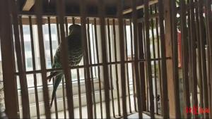 父亲被套中鹦鹉感染当事人发声 景区游玩意外引发重症肺炎