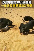 林草局回应10万头黑猪让沙漠变绿洲 未听说此方法