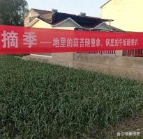 男子求免费蒜薹河南网友邮寄 暖心互助背后
