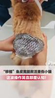 给重伤猫移植鱼皮能救命？兽医揭秘 冷门治愈黑科技