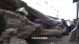 浙江两棵超500岁古树遭违规移栽死亡 行政审批缺失引发争议