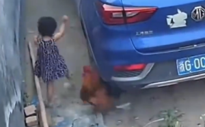 大公雞突然攻擊小女孩媽媽直接殺雞 網(wǎng)友：惹了院子里最不該惹的