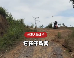 男子去山上采蘑菇被老鹰袭击 当事人回应