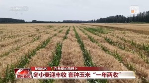 夏收夏种正当时 田间地头一派繁忙景象