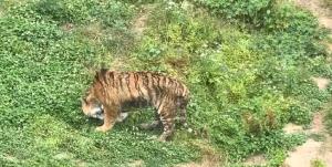 老虎“瘦成纸片”还吃草？园方回应 系自我肠胃调节本能