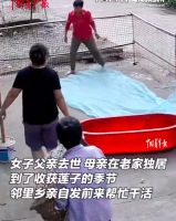 邻居自发帮独居老人干活收莲子 女儿回应