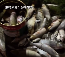 河南洪水退去鱼群聚集 居民抢着捕捞