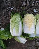 官方通报“白菜蘸甲醛” 违法行为被控制