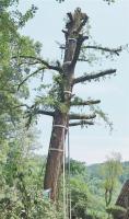 二级古树遭截顶修剪 原貌受损严重