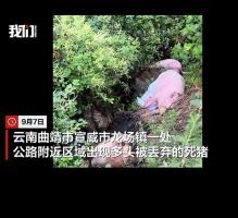 云南一道路边有人丢弃多头死猪 责任人正被调查