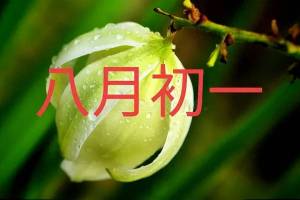 八月初一晴，乞丐遍地行？