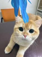 宠物猫坠亡家政赔15750元 养宠安全敲警钟