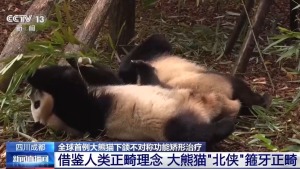 全球首例 大熊猫北侠箍牙正畸成功 多学科协作创奇迹