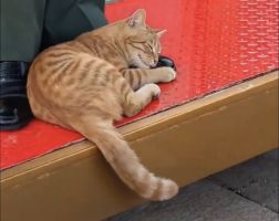 天安门站岗小橘猫被收为故宫猫 国泰民安最生动注脚