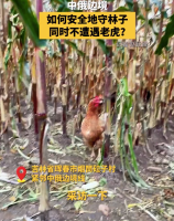 中俄边境的村民如何安全守林，同时不遭遇老虎？