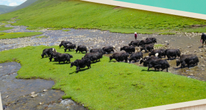 共绘雪域高原同心圆——第十批援藏和第五批援青工作纪实