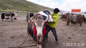 【辉煌60载 魅力新西藏】冈仁波齐山脚的牦牛运输队