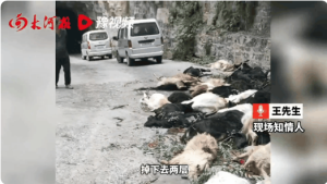 河南辉县近百只山羊接连跳崖坠亡 疑头羊受惊酿悲剧
