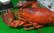 吃龙虾多脏器出问题 检测发现原因：砷超准1964倍，汞超过50.6倍