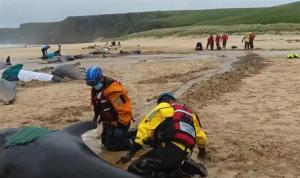 55头鲸鱼搁浅英格兰海滩 英救援组织表示：可能是因为其中一只雌性鲸鱼在分娩时遇到了麻烦