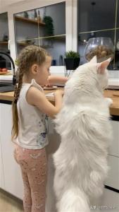 俄一猫与4岁儿童同高：体重超25斤 或是世界最大宠物猫