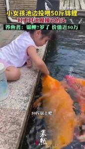 5岁女孩池边喂食锦鲤：锦鲤比女孩大2岁重10斤