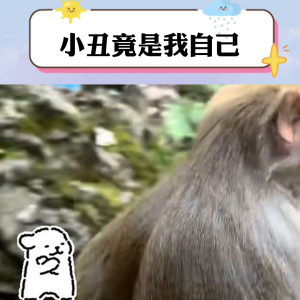 贵州网红猴子狂奔到山下阿姨家吃饭 不吃陌生人的食物