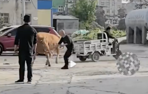 牛受惊后拉着三轮车乱窜，拍摄者：吓得血压飙升