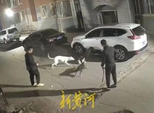 警方正调查小区内深夜斗狗猎杀猫咪 多人围观拍摄，涉事犬种引争议
