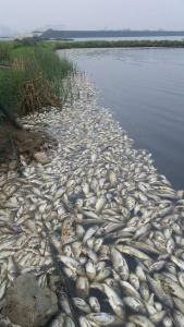 越南一水库数十万条鱼因高温死亡 干旱致灾，鱼群覆没