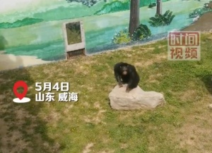 黑猩猩用粪便砸游客：是表达喜欢的一种方式