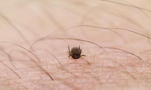女子被蜱虫咬后发病到死亡仅7天 户外活动需警惕蜱虫隐患