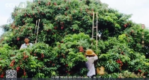 940多岁古树一年产2000多斤荔枝 被称为“状元红”