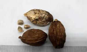 添加了罂粟壳，食物真能变得好吃吗？罂粟壳对人体危害有多大？