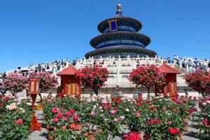 北京大兴3000多种月季氛围感拉满 赏花正当时，品种超3000